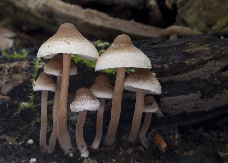 Inocybe petiginosa